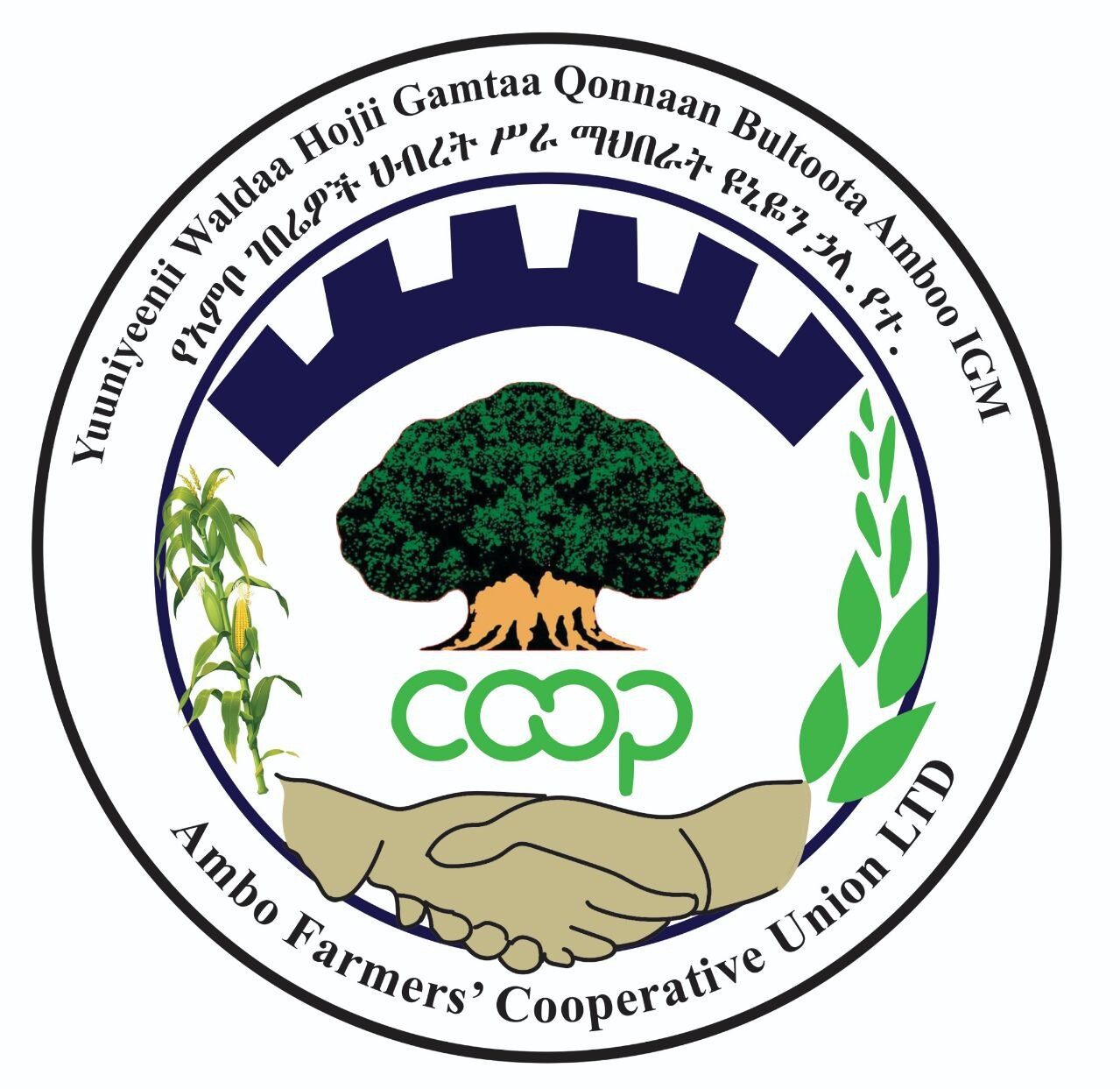 Ambo Farmers Cooperative Union